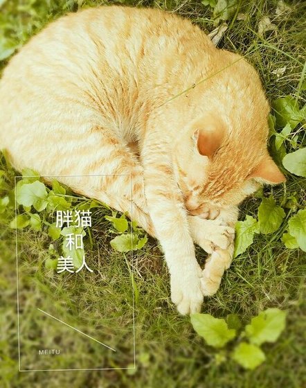 《胖猫和美人》