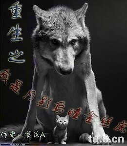 （贼猫同人）重生之我是月影乌瞳金丝虎