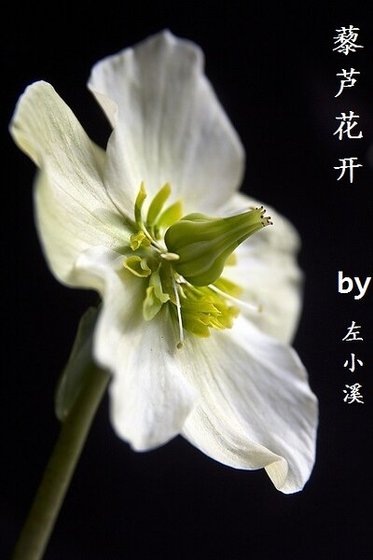 （展昭同人）藜芦花开