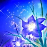 一朵海棠花